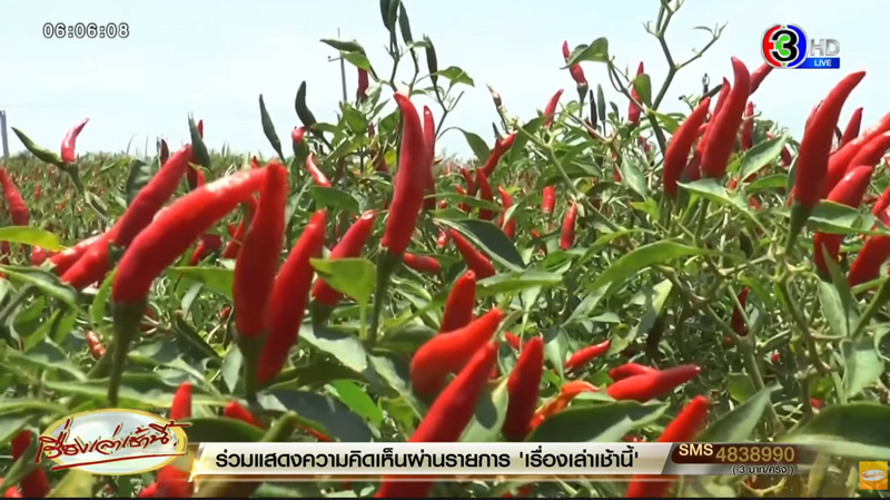 ราคาพริก