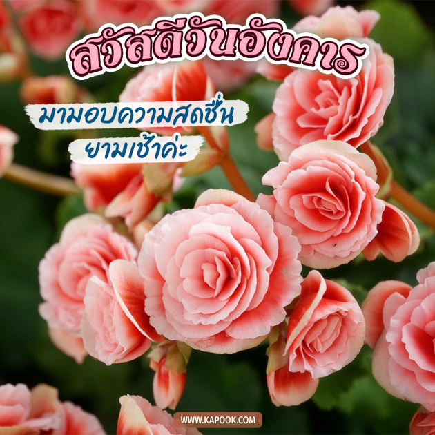 ดูดวงรายวัน