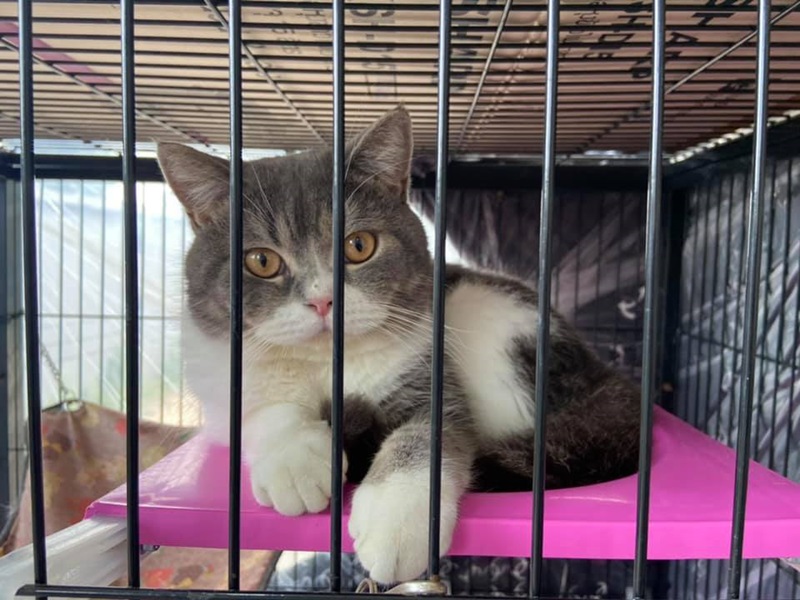 แมวแก๊งค้ายา