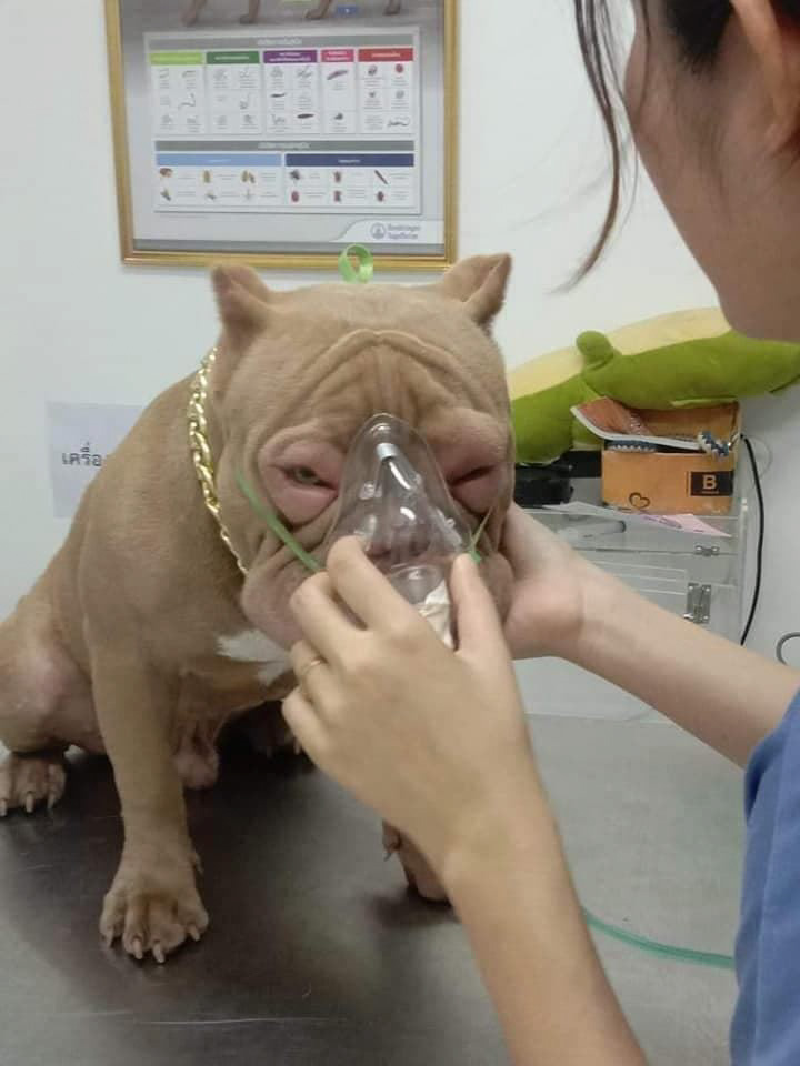 พิตบูลแพ้กุ้ง