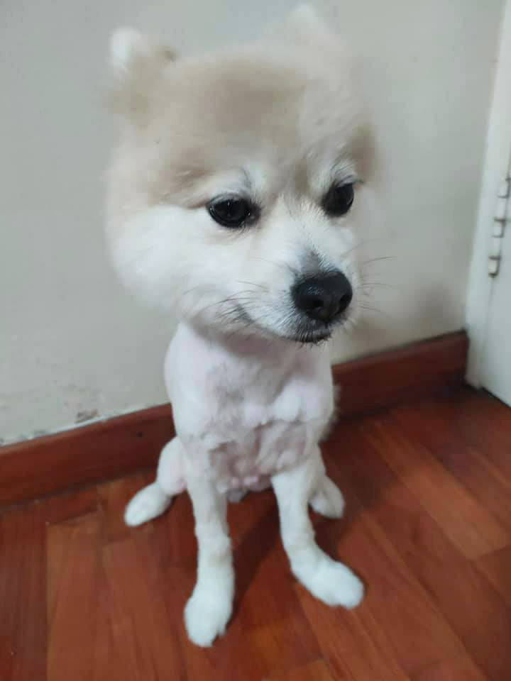 โกนขนหมา