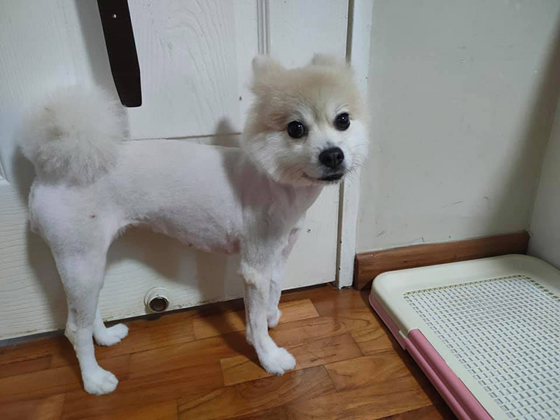 โกนขนหมา