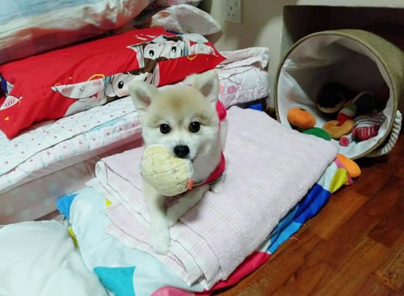 โกนขนหมา