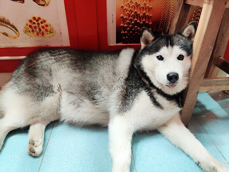 โจรปล้นร้านทอง ไซบีเรียนนอนนิ่ง