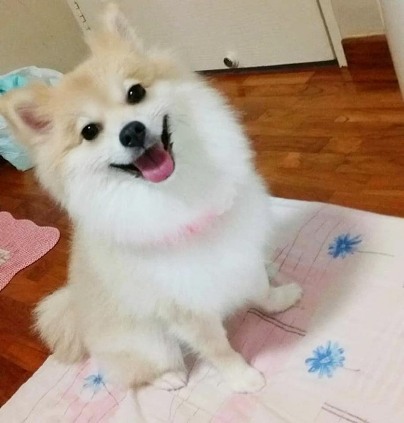 โกนขนหมา