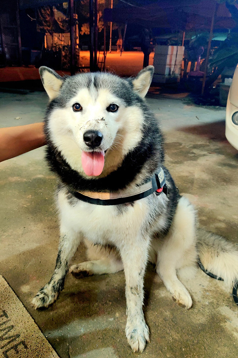 โจรปล้นร้านทอง ไซบีเรียนนอนนิ่ง