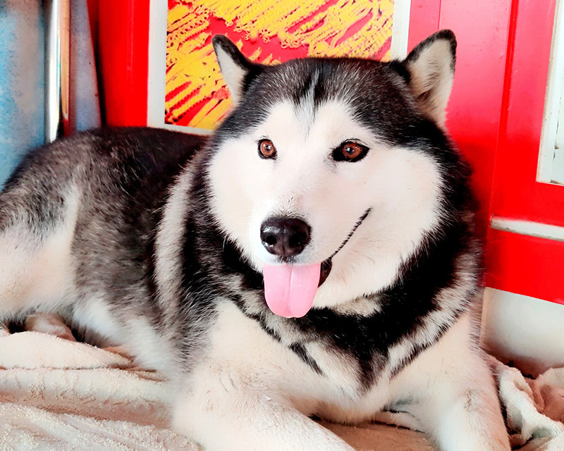 โจรปล้นร้านทอง ไซบีเรียนนอนนิ่ง