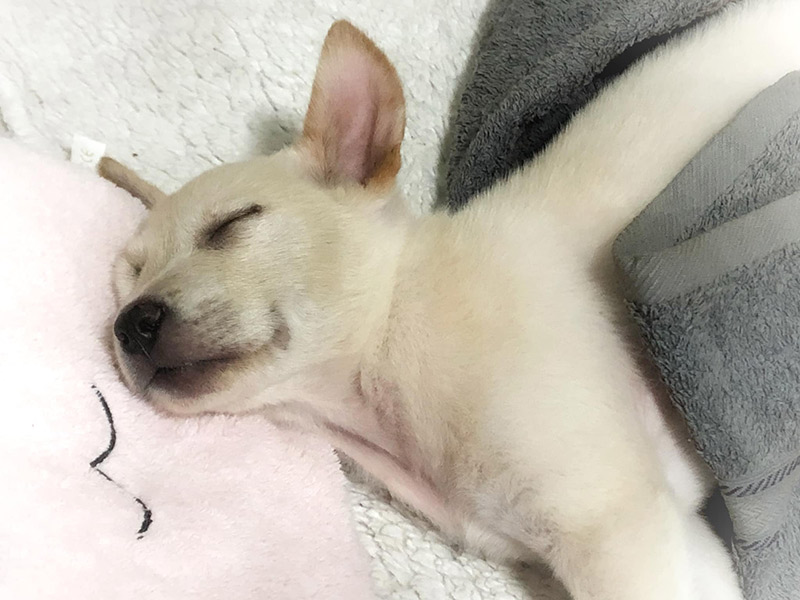 ติดใต้ท้องรถ