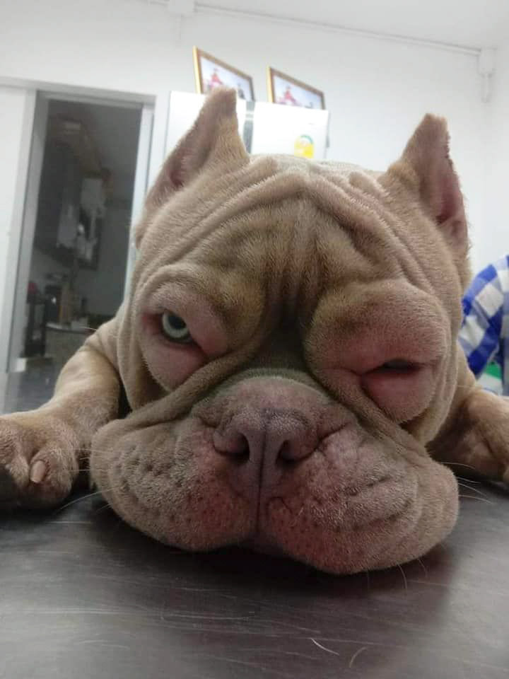 พิตบูลแพ้กุ้ง