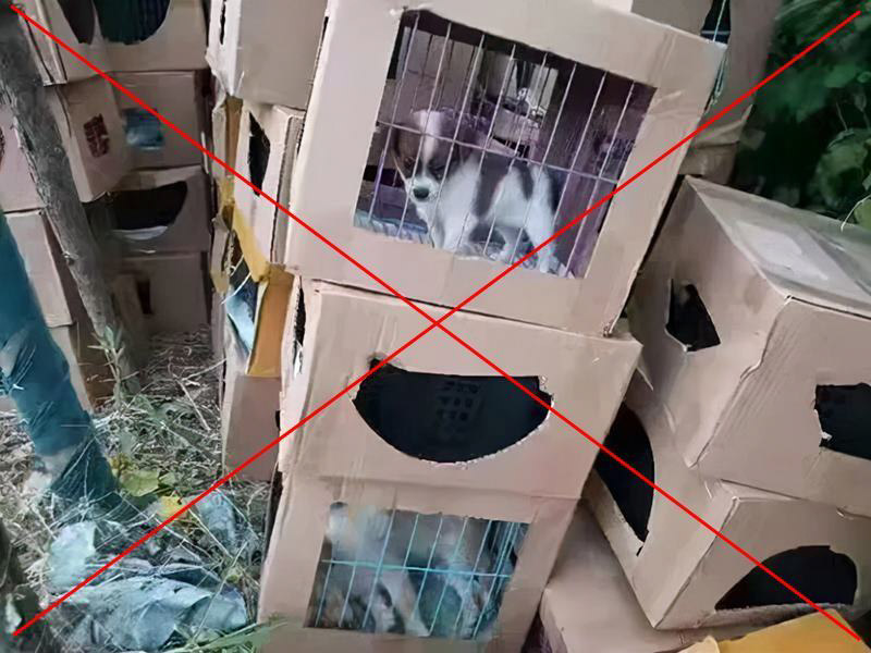 กล่องสุ่มหมาแมว