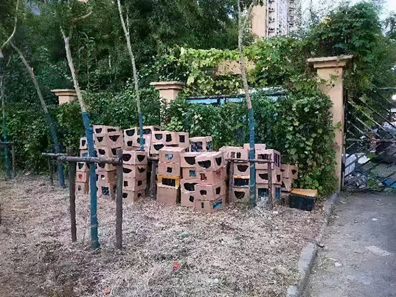 กล่องสุ่มหมาแมว