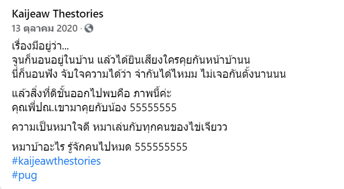 น้องไข่เจียว หมาปั๊ก