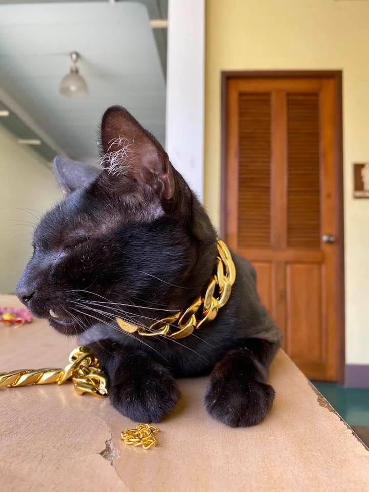 ขโมยสร้อยคอแมว