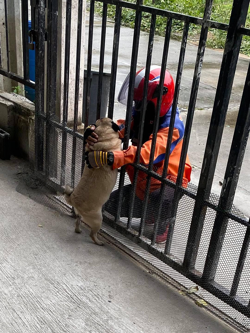 น้องไข่เจียว หมาปั๊ก