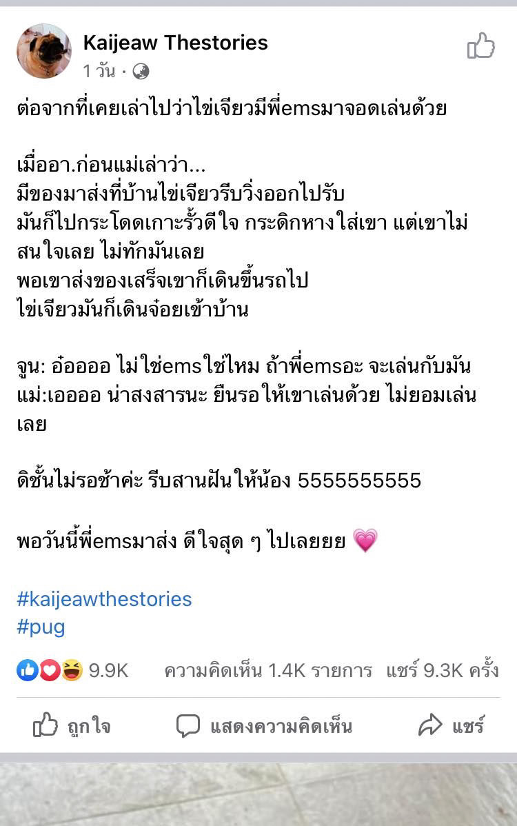 น้องไข่เจียว หมาปั๊ก