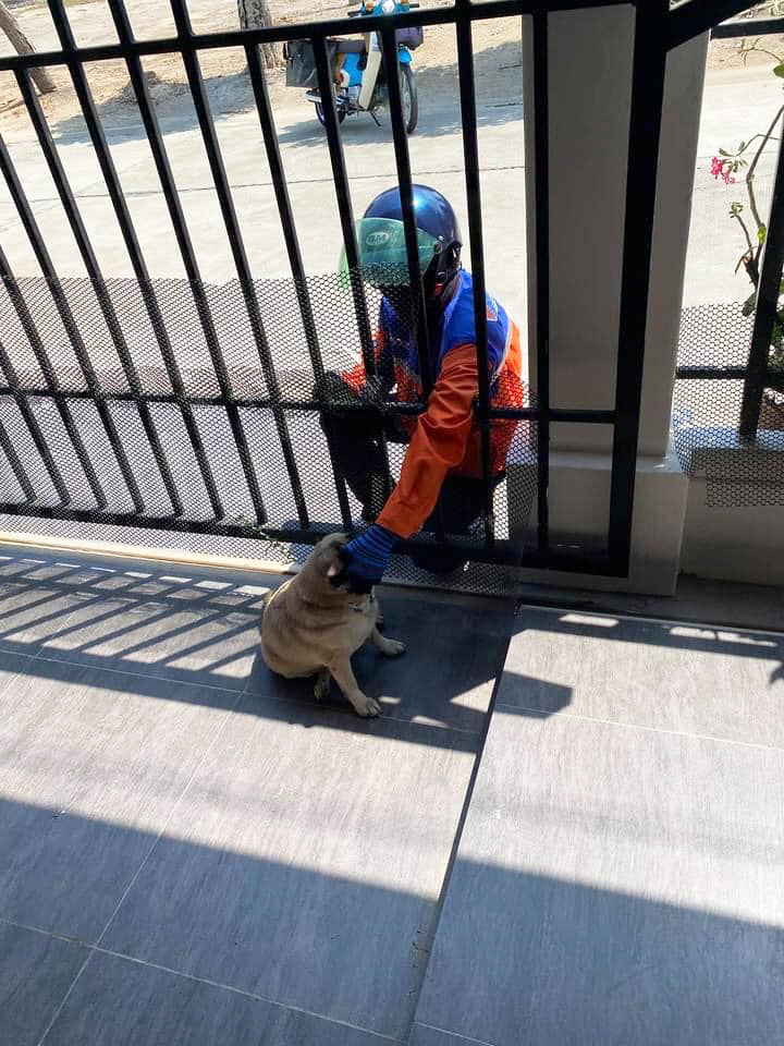 น้องไข่เจียว หมาปั๊ก