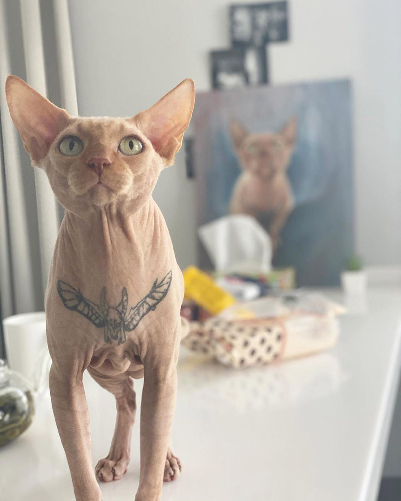 นางแบบจับแมวสักลาย