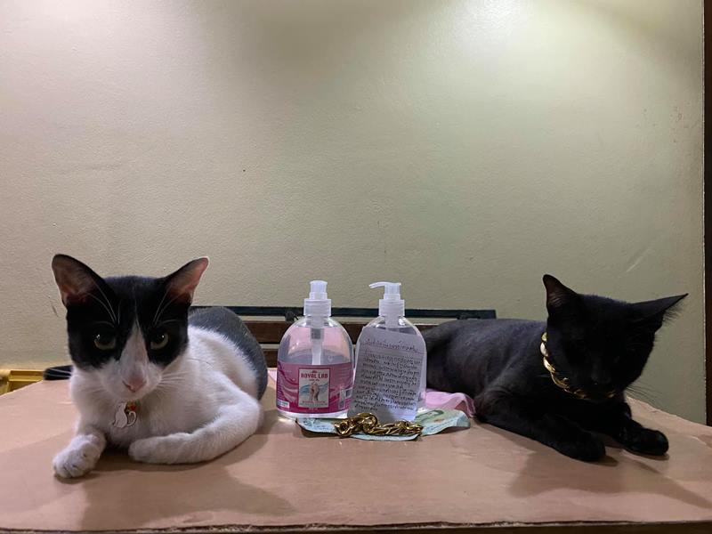 ขโมยสร้อยคอแมว