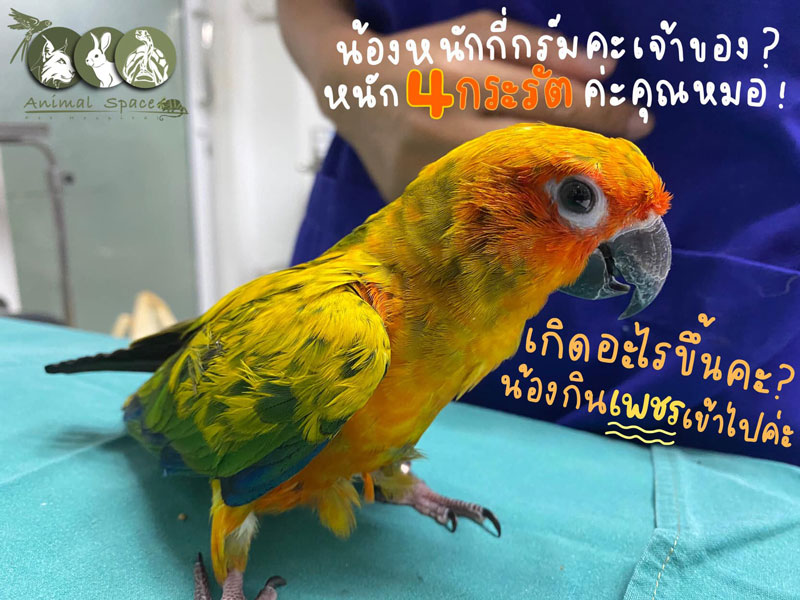 นกกินเพชร