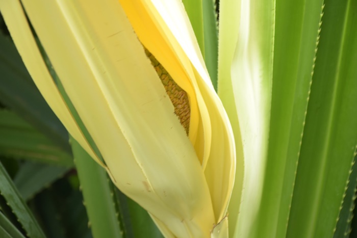 ออกดอกครั้งแรก ในรอบ 1,300 ปี !