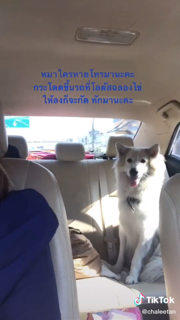 หมาแสนรู้