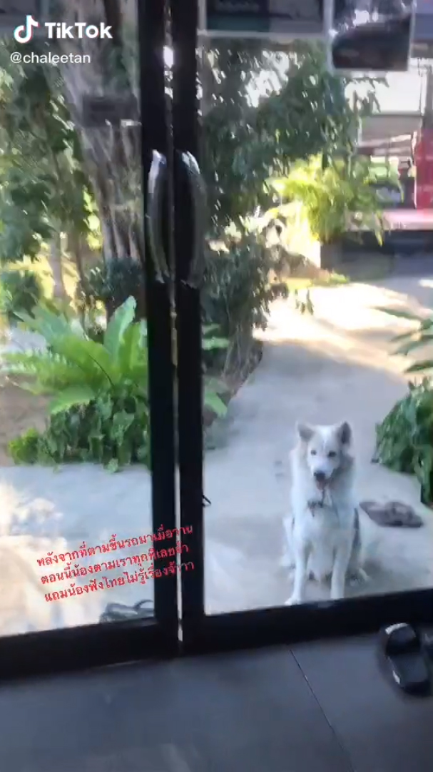 หมาแสนรู้