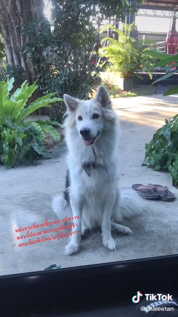 หมาแสนรู้