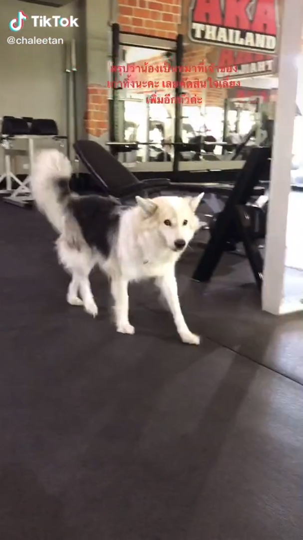 หมาแสนรู้