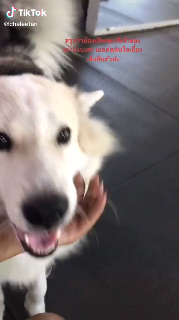 หมาแสนรู้