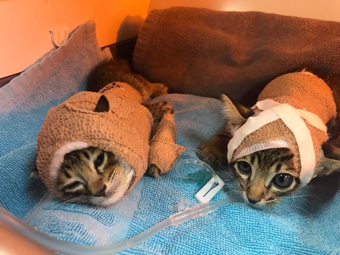 สองเหมียวรุมกัดหมา 