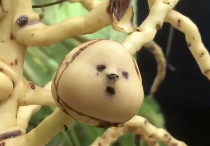 มะพร้าวหน้าเด็ก