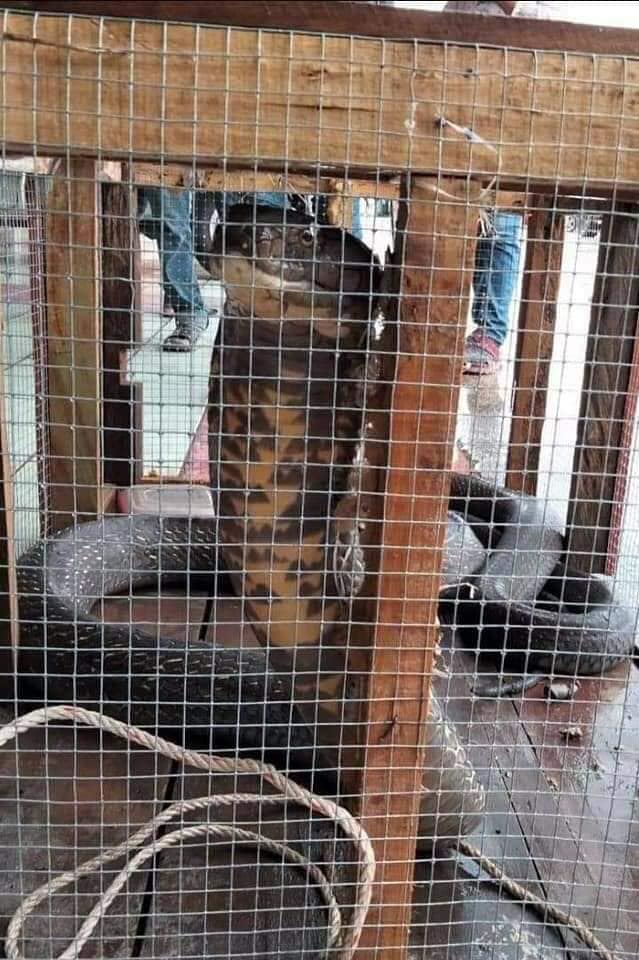 งูเข้าบ้าน