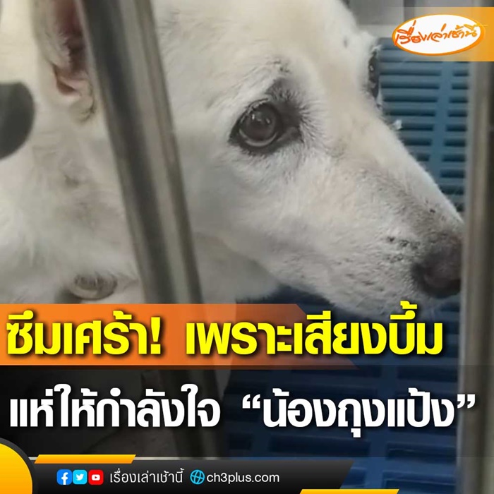 ช่วยเหลือสัตว์