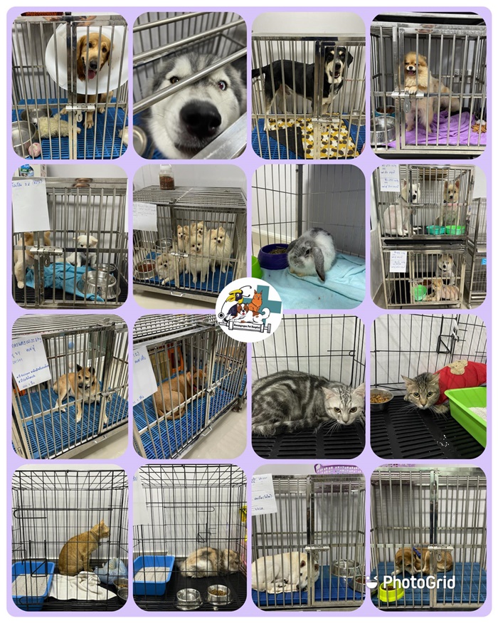 ช่วยเหลือสัตว์