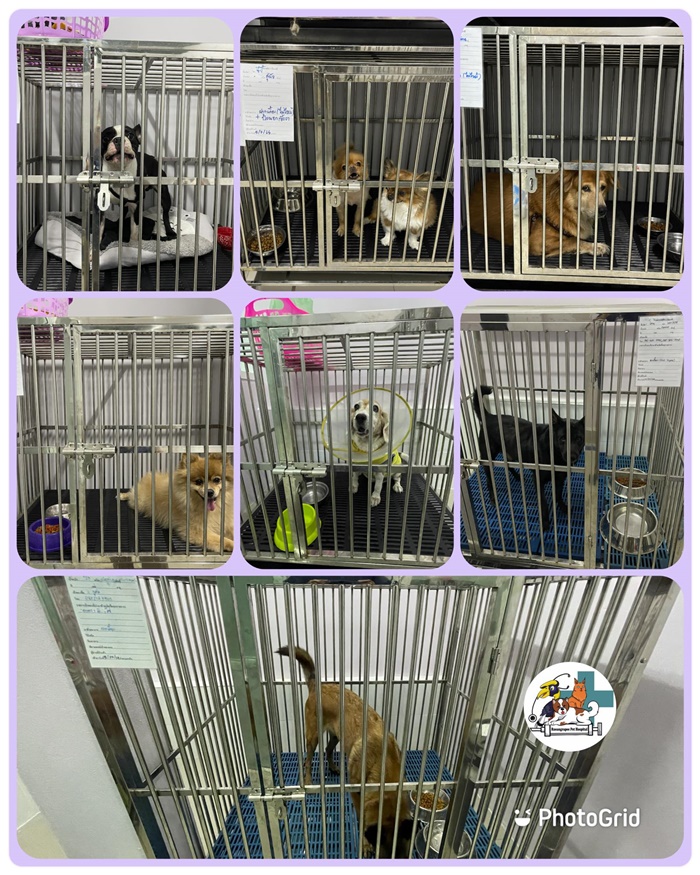 ช่วยเหลือสัตว์