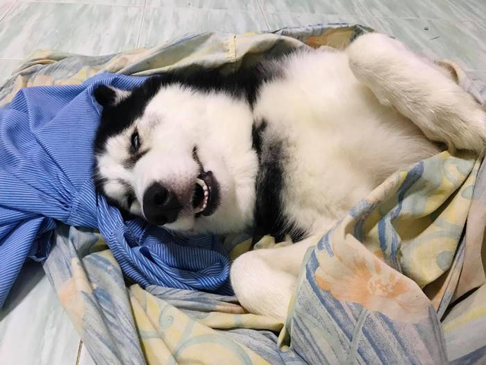 ไซบีเรียนฮัสกี้