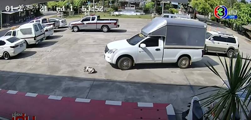 รถชนหมา