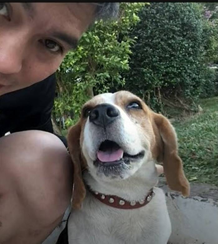 รถชนหมา