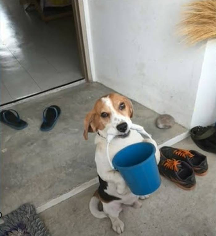 รถชนหมา