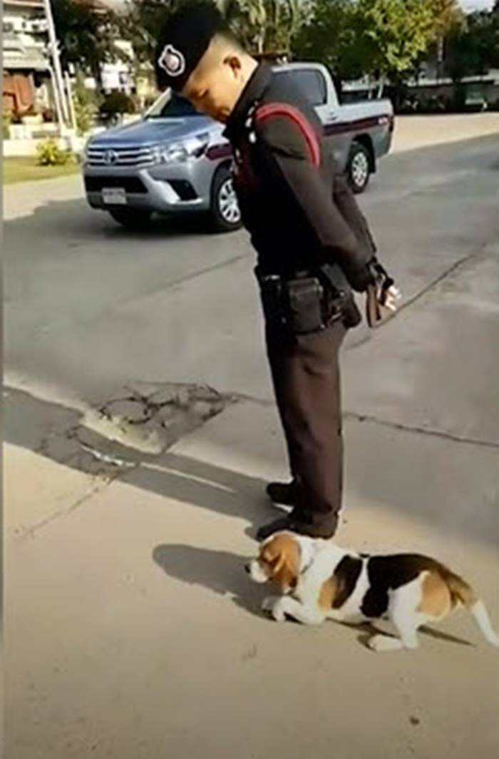 รถชนหมา