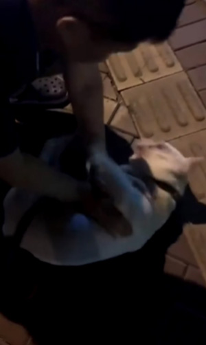 เจ้าของช่วย CPR สุดชีวิต 