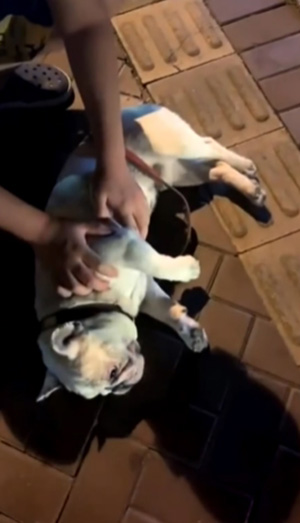 เจ้าของช่วย CPR สุดชีวิต 