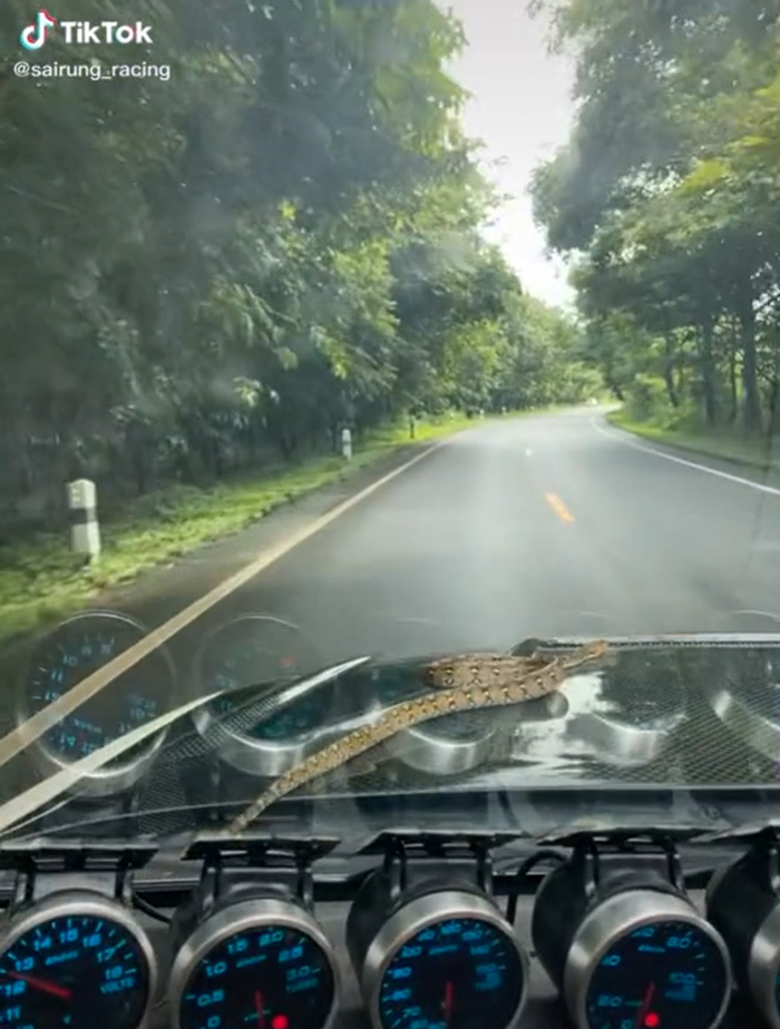 ขับอยู่ดี ๆ งูมาจากไหนไม่รู้