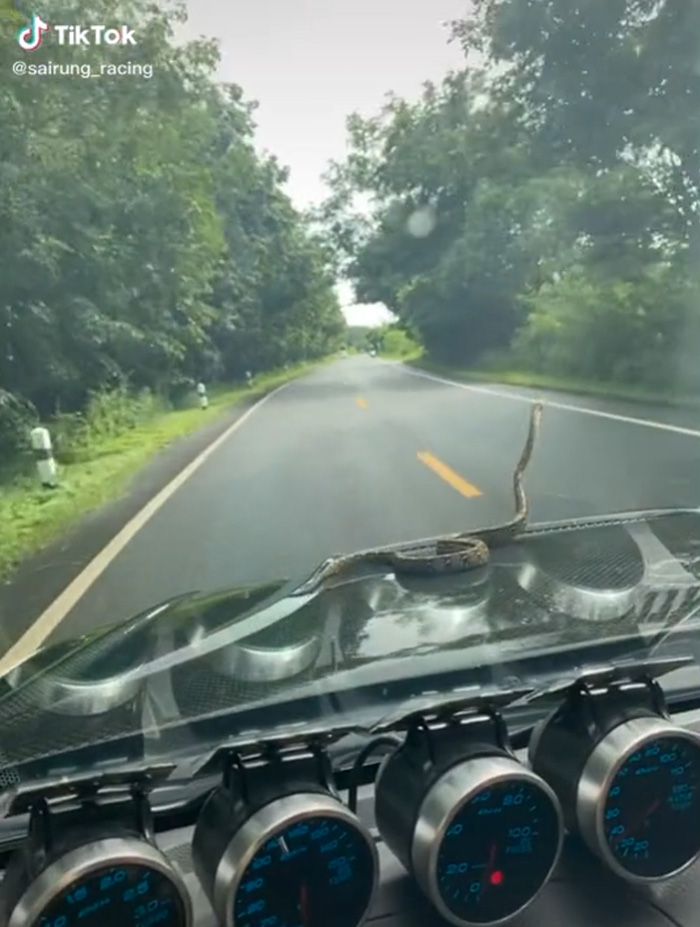 ขับอยู่ดี ๆ งูมาจากไหนไม่รู้