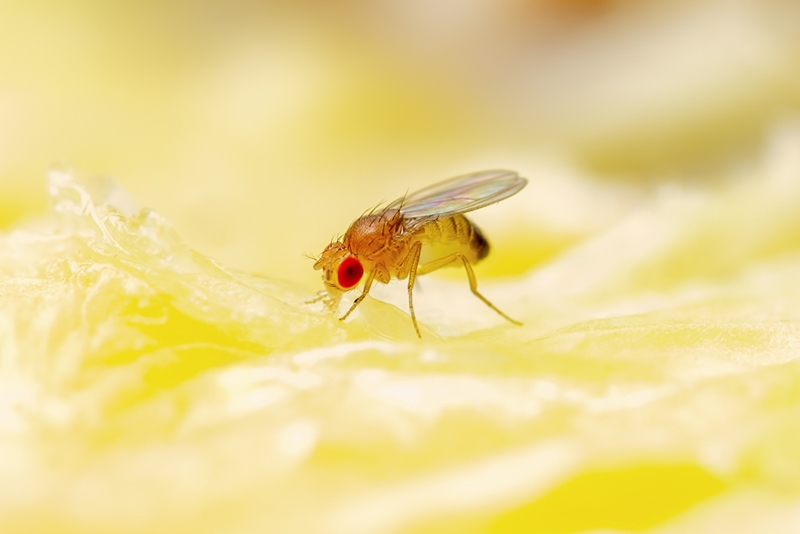 วิธีกำจัดแมลงหวี่