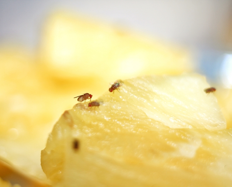 วิธีกำจัดแมลงหวี่