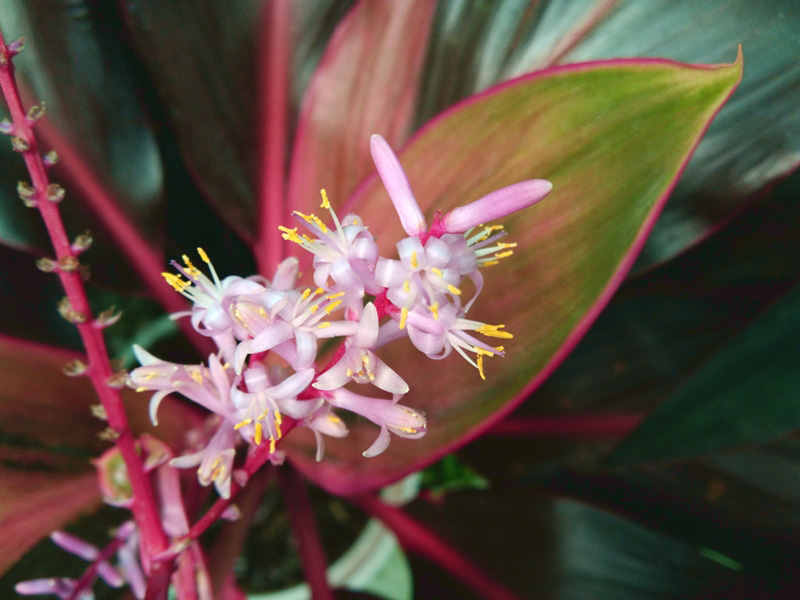 ต้นไม้มงคลปลูกในกระถาง