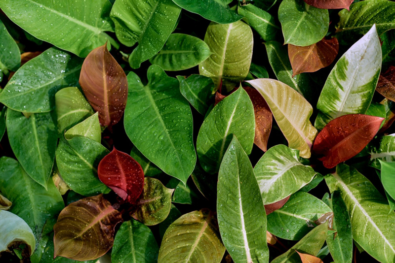 ต้นไม้มงคลปลูกในกระถาง