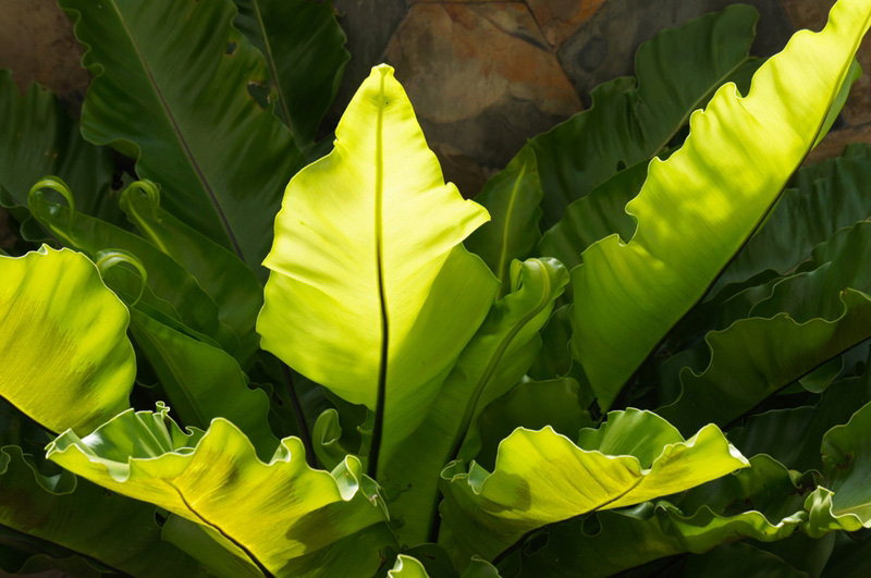 ต้นไม้มงคลปลูกในกระถาง