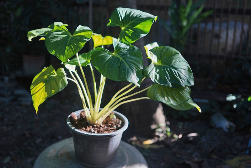 ต้นไม้มงคลปลูกในกระถาง